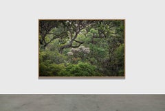 ANCESTRAL LANDSCAPE 3 - Foresta pluviale, Brasile di Daniel Mansur