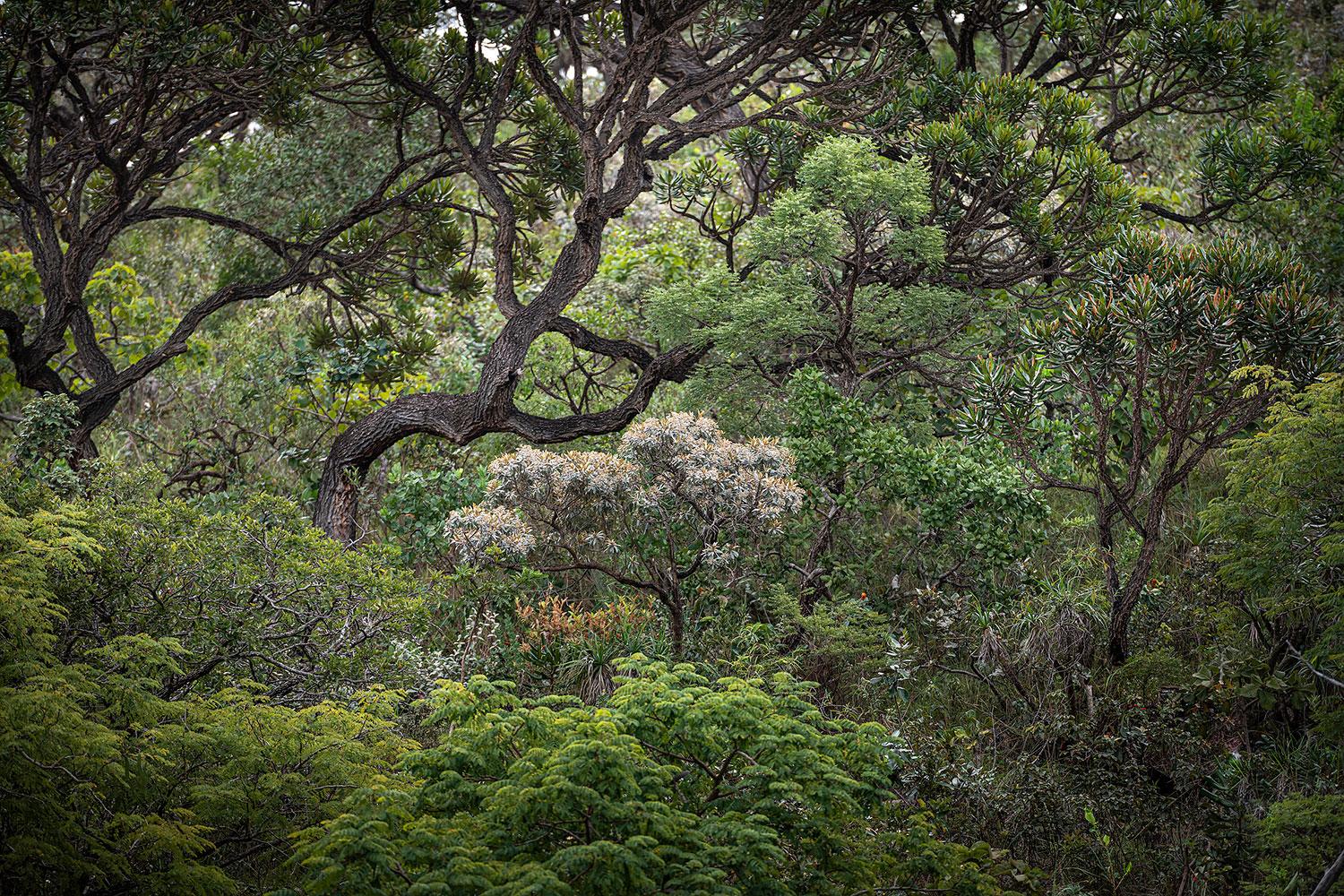 PAYSAGE ANCESTRAL 3 - Forêt tropicale, Brésil par Daniel Mansur