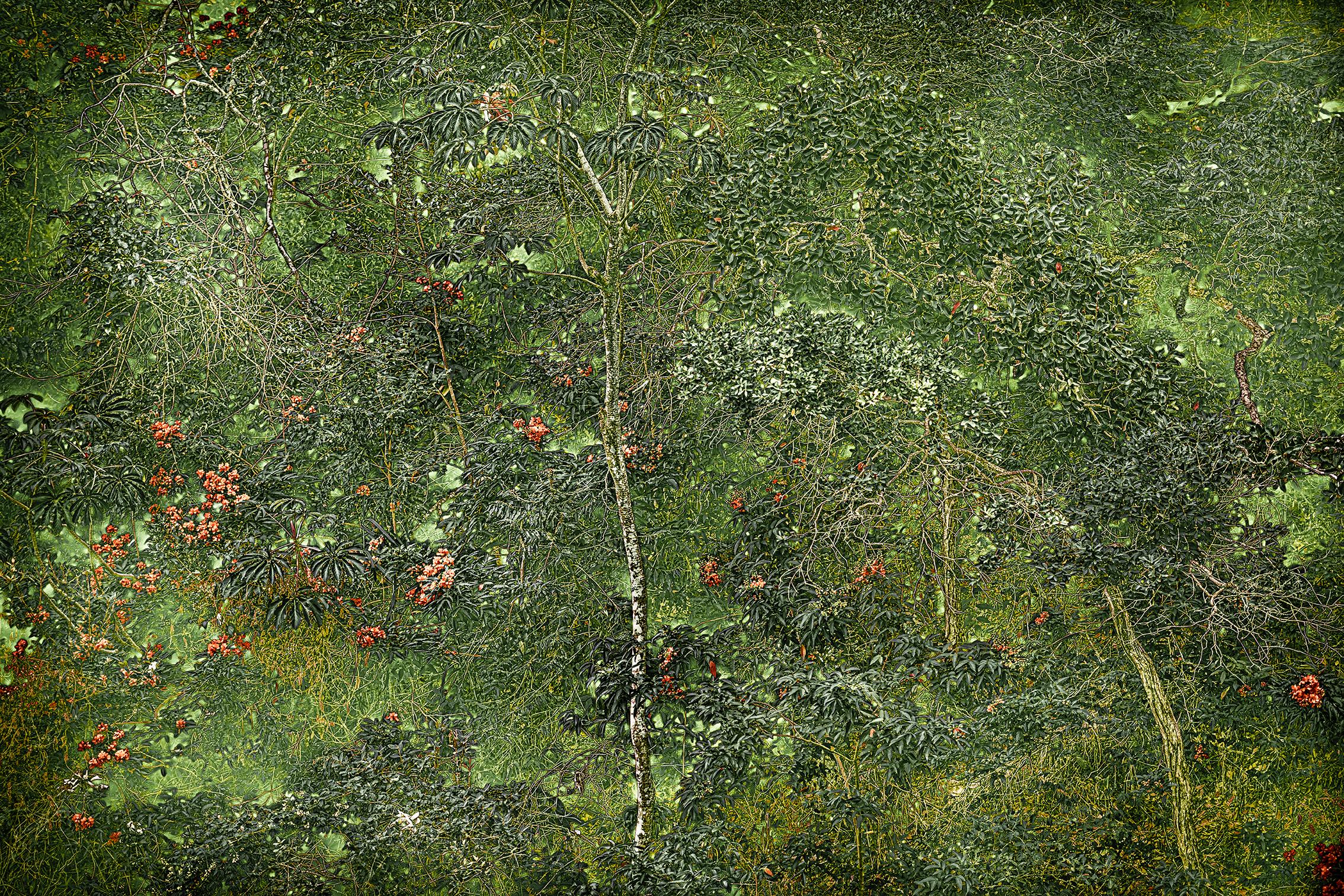 ANCESTRAL LANDSCAPE 6 - Rainforest, Brazil by Daniel Mansur