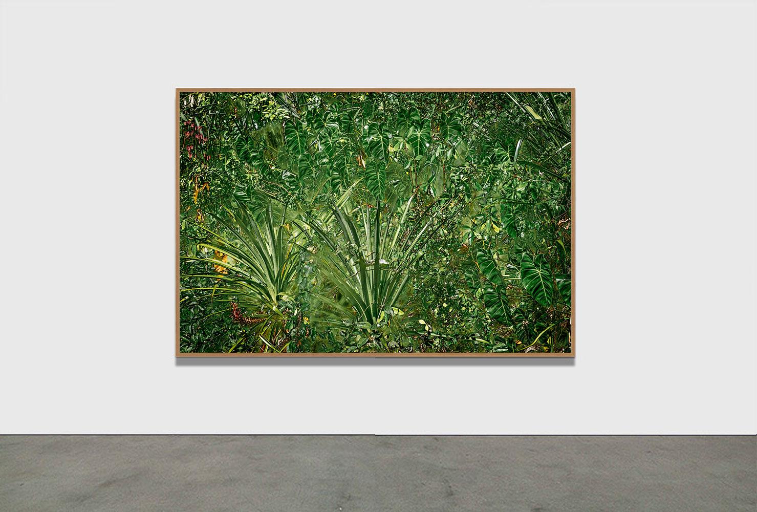 PAYSAGE ANCESTRAL 7 - Forêt tropicale, Brésil par Daniel Mansur en vente 1