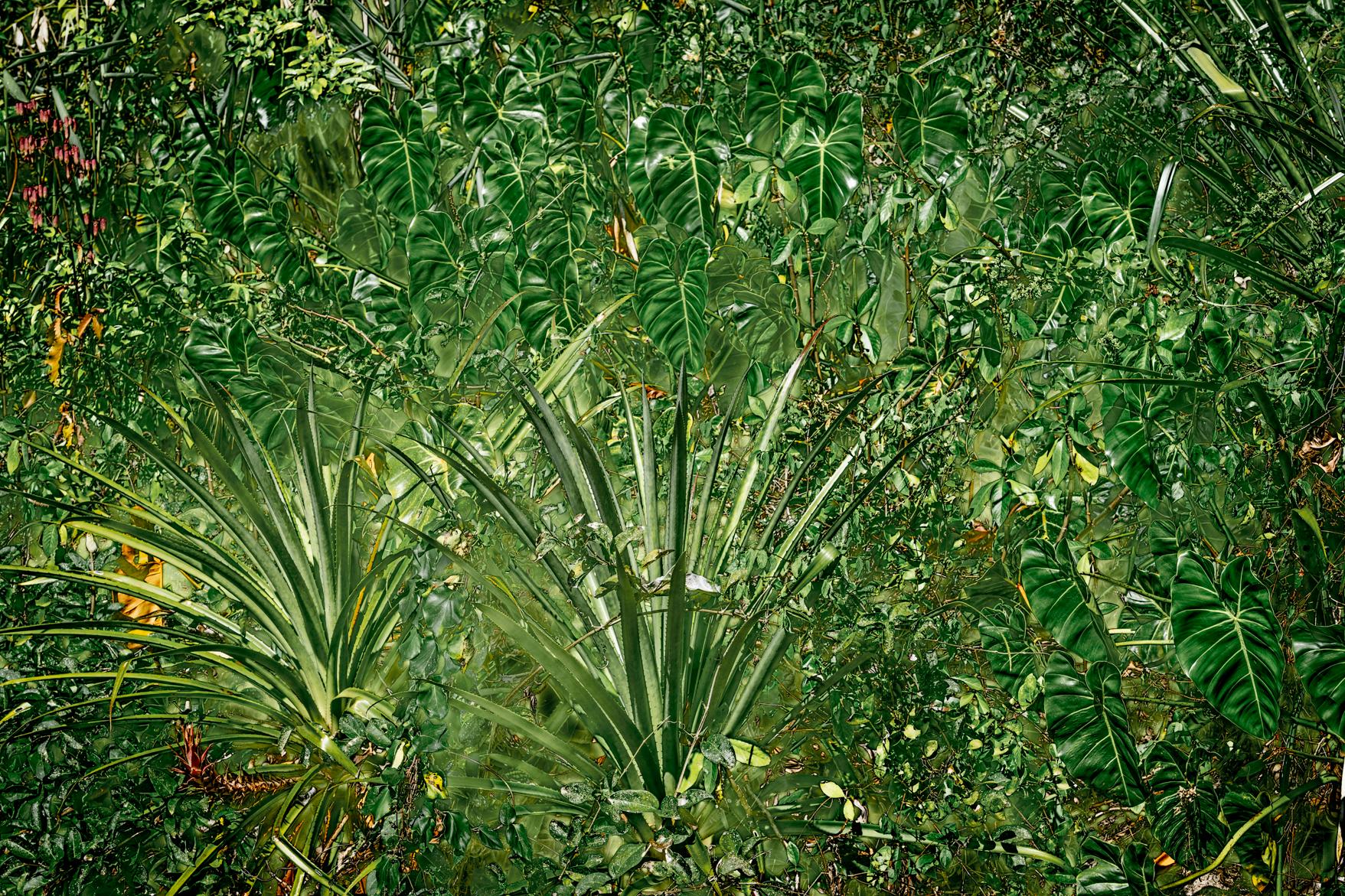 ANCESTRAL LANDSCAPE 7 - Rainforest, Brazil by Daniel Mansur