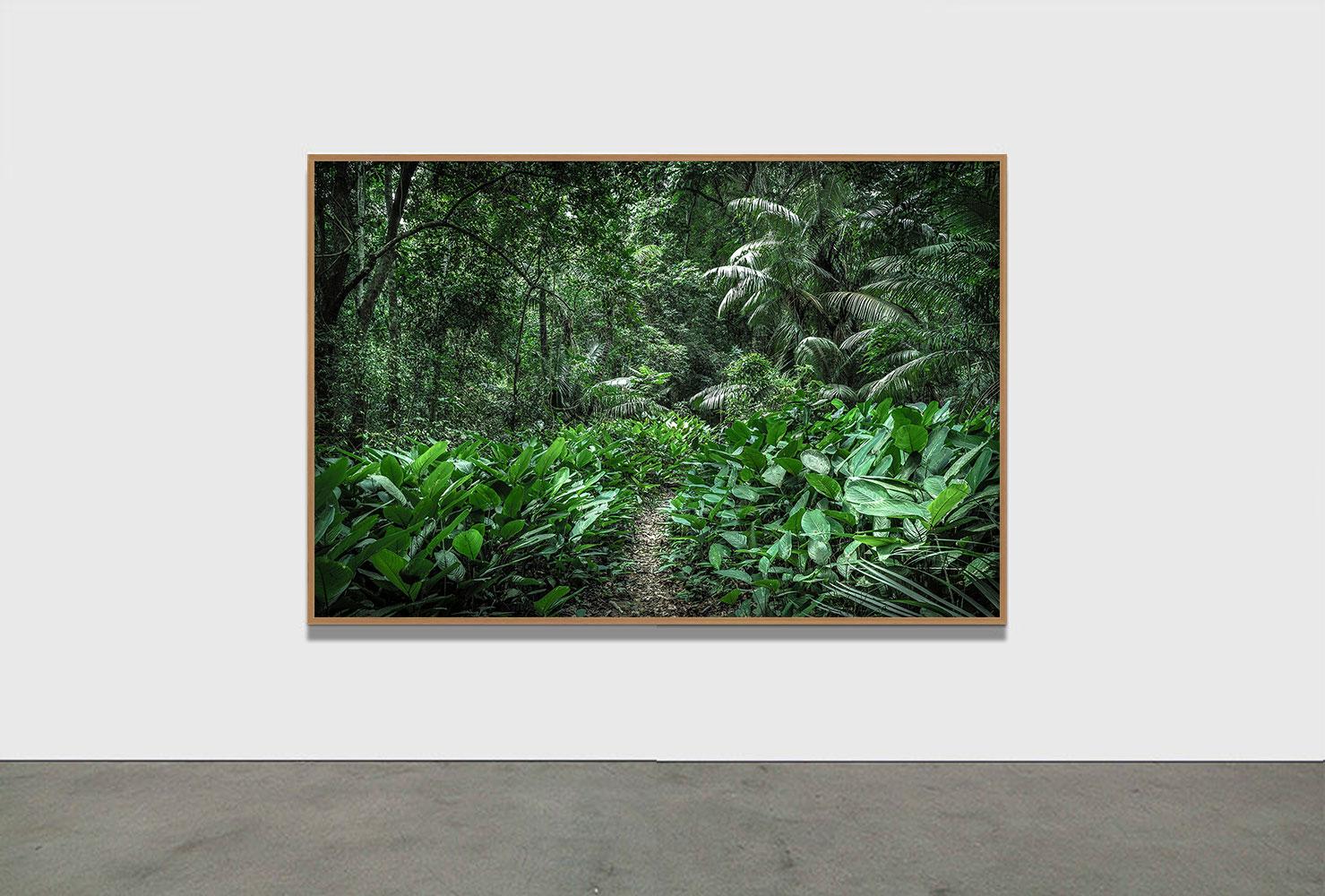 DANS LE PARADIS 1 - Forêt tropicale, Brésil par Daniel Mansur en vente 1