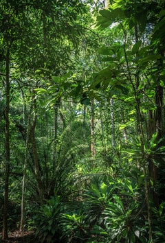 In Paradisum #10 – Regenwald, Brasilien – Landschaftsfotografie