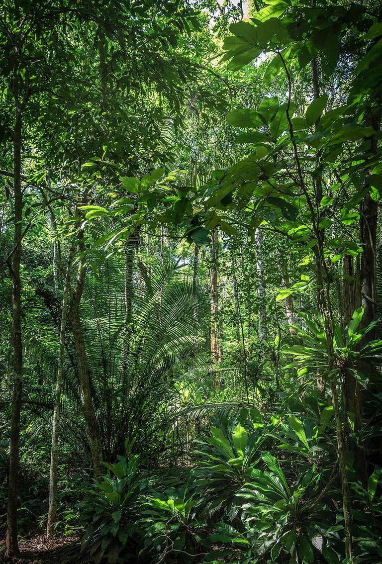 Daniel Mansur In Paradisum 10 Rainforest Brazil Landscape Photography For Sale At 1stdibs