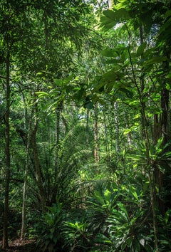 In Paradisum #10 - Rainforest, Brazil - Landscape Photography