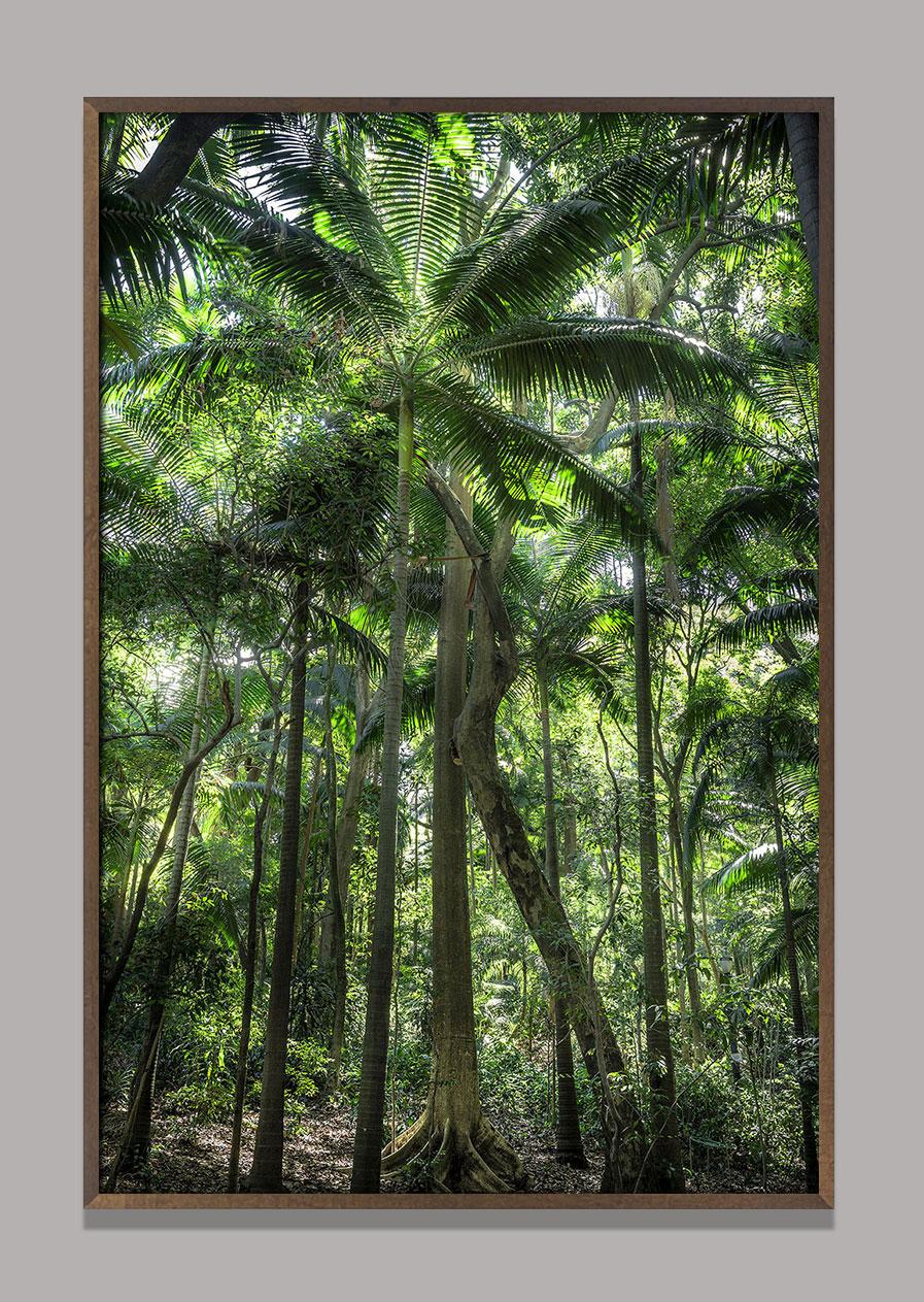 In Paradisum #11 - Rainforest, Brasilien - Landschaftsfotografie – Photograph von Daniel Mansur