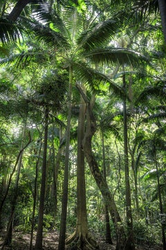 In Paradisum #11 - Rainforest, Brazil - Landscape Photography