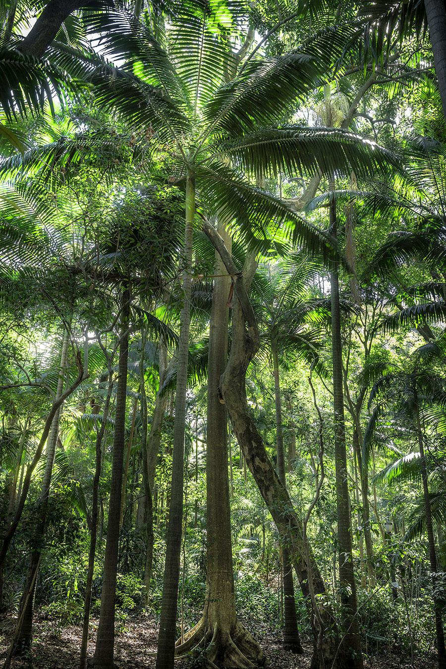 In Paradisum #11 – Regenwald, Brasilien – Landschaftsfotografie
