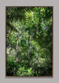 In Paradisum #12 - Rainforest, Brazil - Landscape Photography