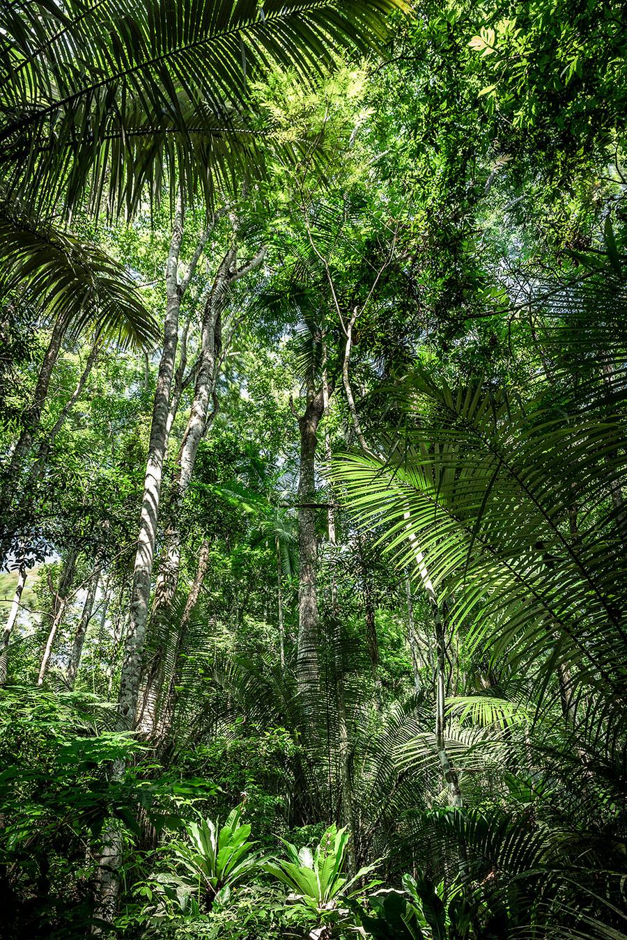 Daniel Mansur Color Photograph - In Paradisum #12 - Rainforest, Brazil - Landscape Photography