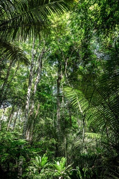 In Paradisum #12 - Rainforest, Brazil - Landscape Photography