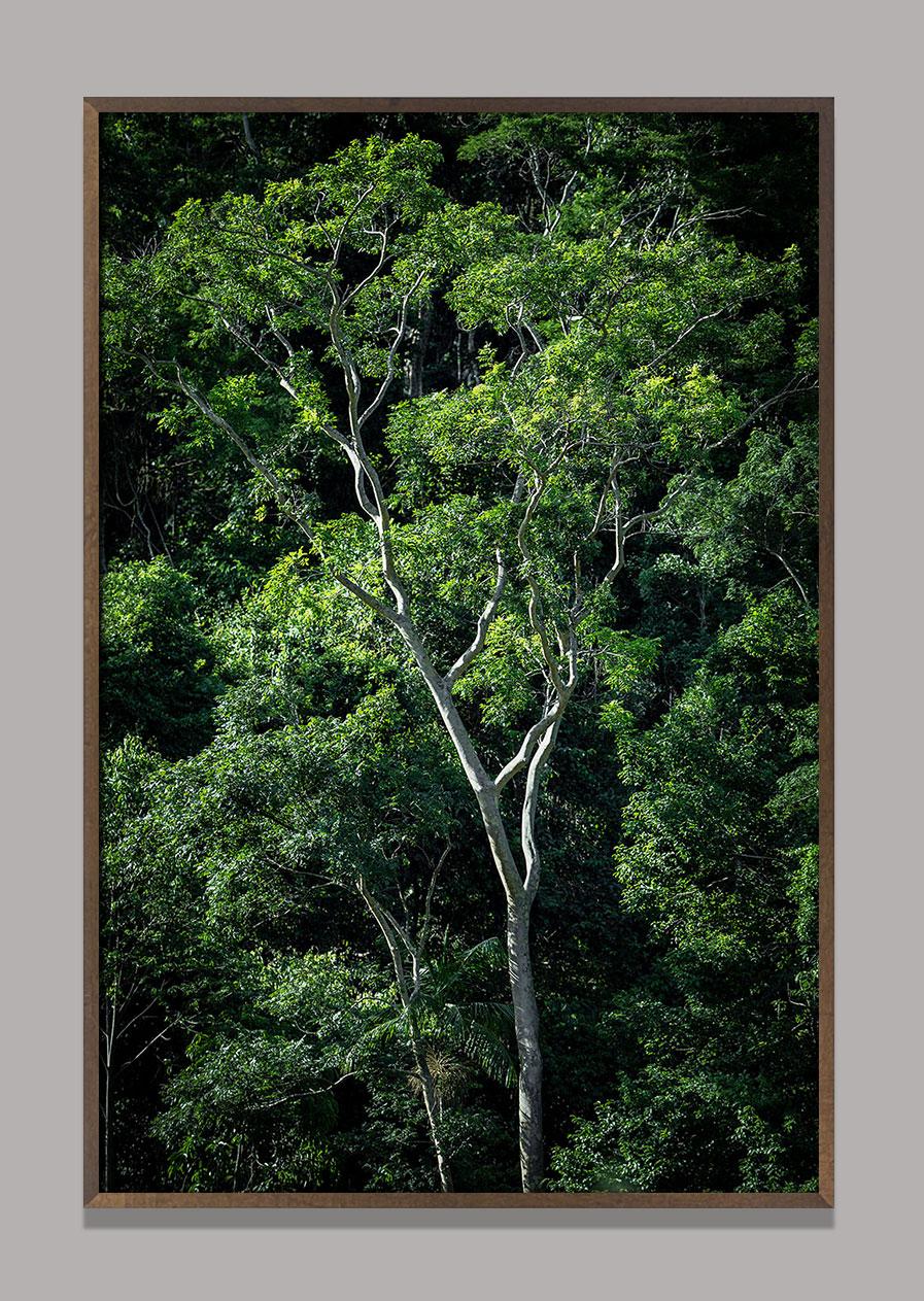 In Paradisum #13 - Rainforest, Brasilien - Landschaftsfotografie (Zeitgenössisch), Photograph, von Daniel Mansur