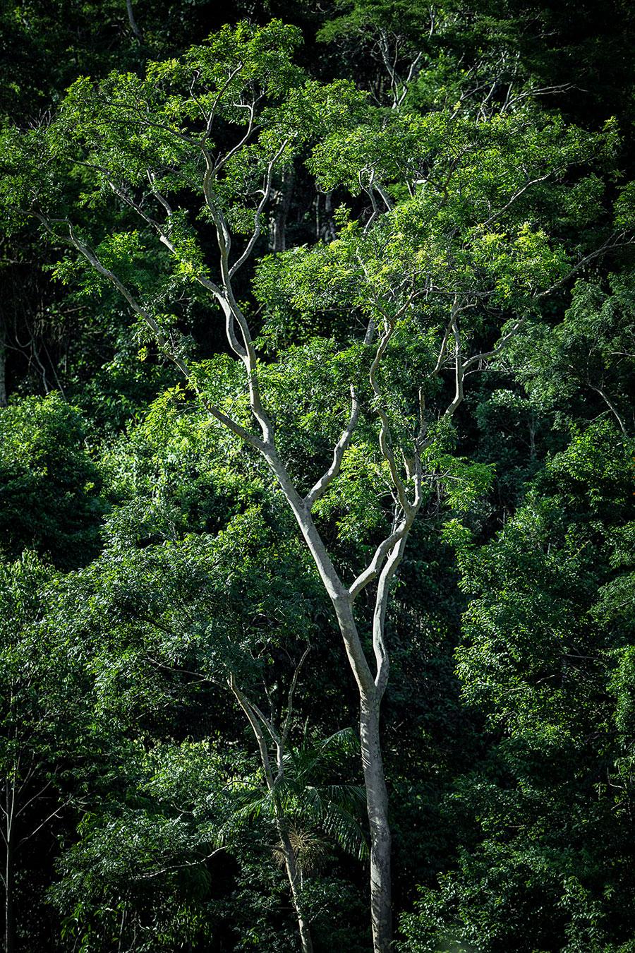 In Paradisum #13 - Rainforest, Brasilien - Landschaftsfotografie