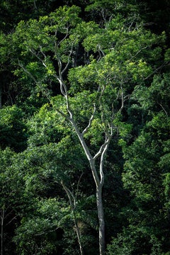 In Paradisum #13 - Rainforest, Brasilien - Landschaftsfotografie