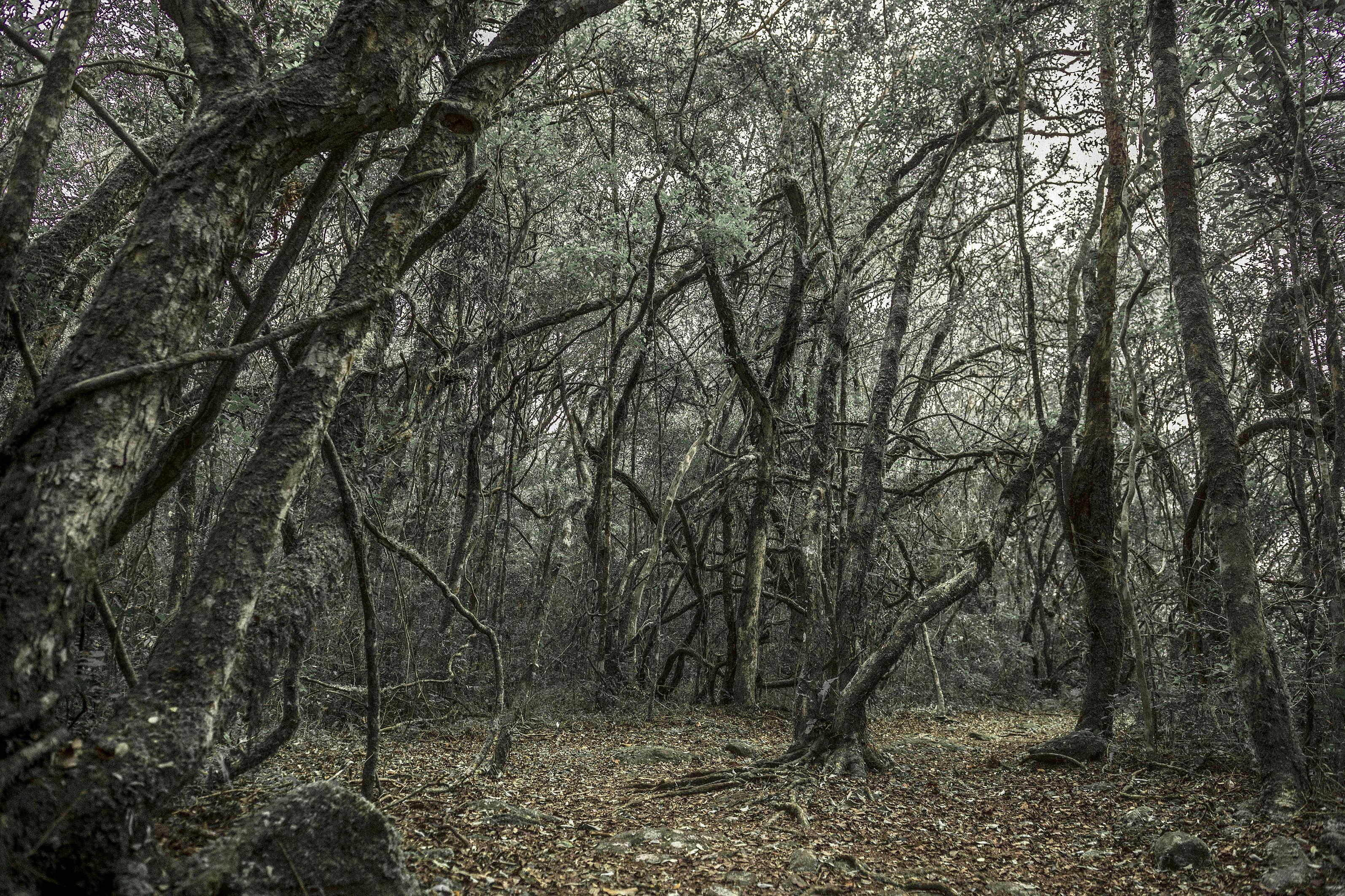 Daniel Mansur Color Photograph - WALD #1 Inside a Forest - Landscape Photography