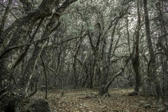 WALD n°1 Intérieur d'une forêt - Photographie de paysage
