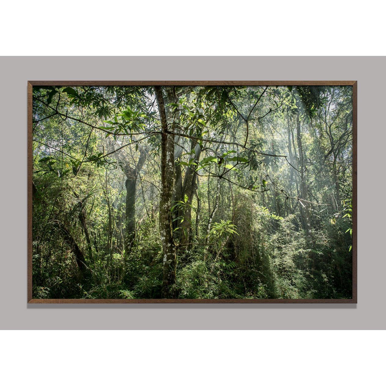 In Paradisum #8 Inside a Forest - Landscape Photography - Black Color Photograph by Daniel Mansur