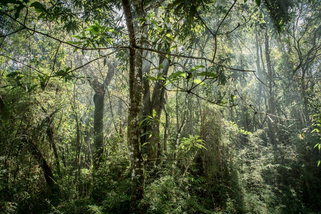Daniel Mansur Color Photograph - In Paradisum #8 Inside a Forest - Landscape Photography