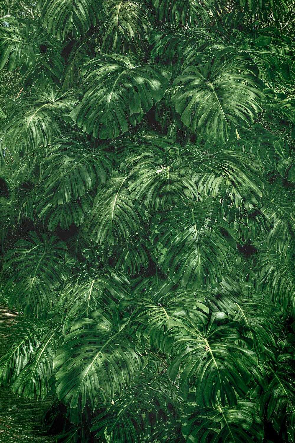 Vert 12 - Forêt tropicale - Photographie de paysage