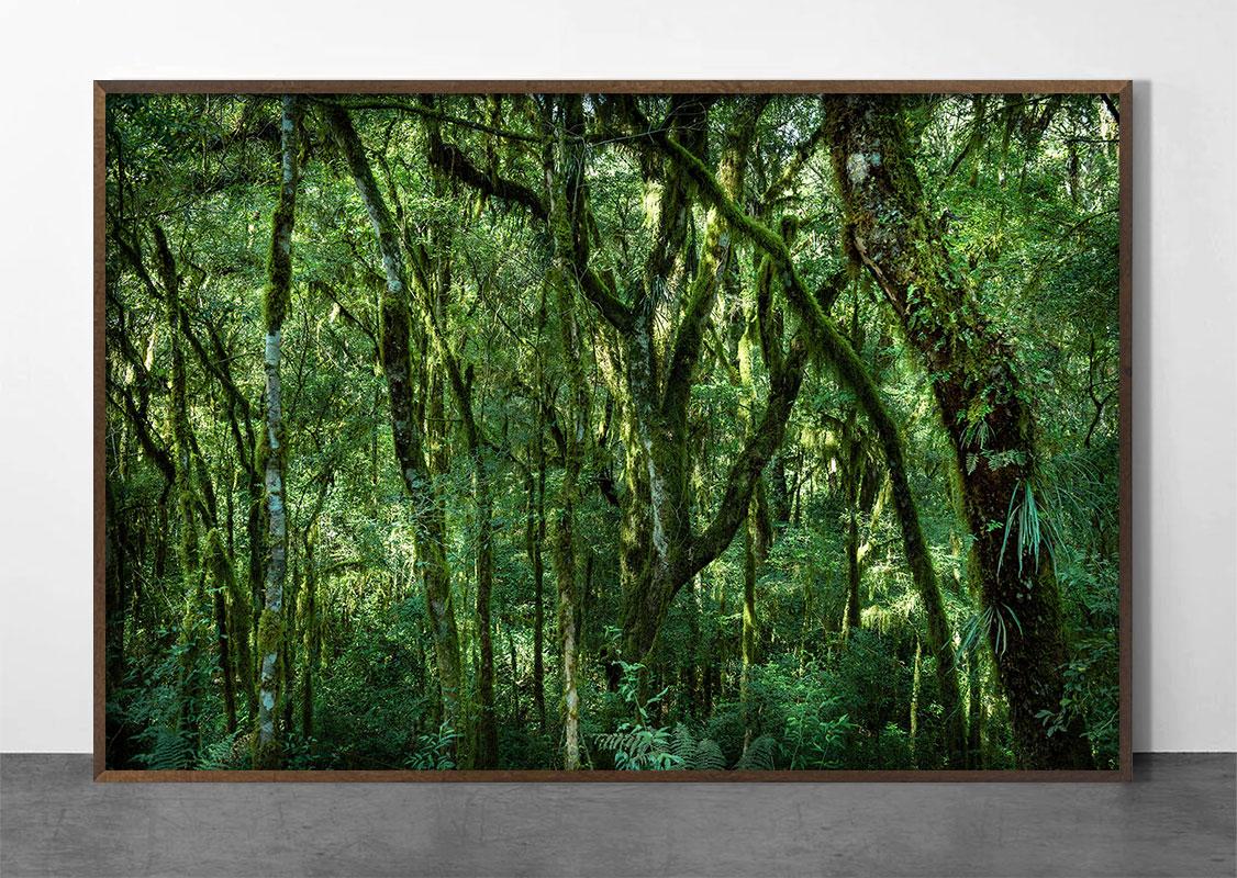 VERT #4 All'interno di una foresta  Fotografia di paesaggio - Photograph di Daniel Mansur