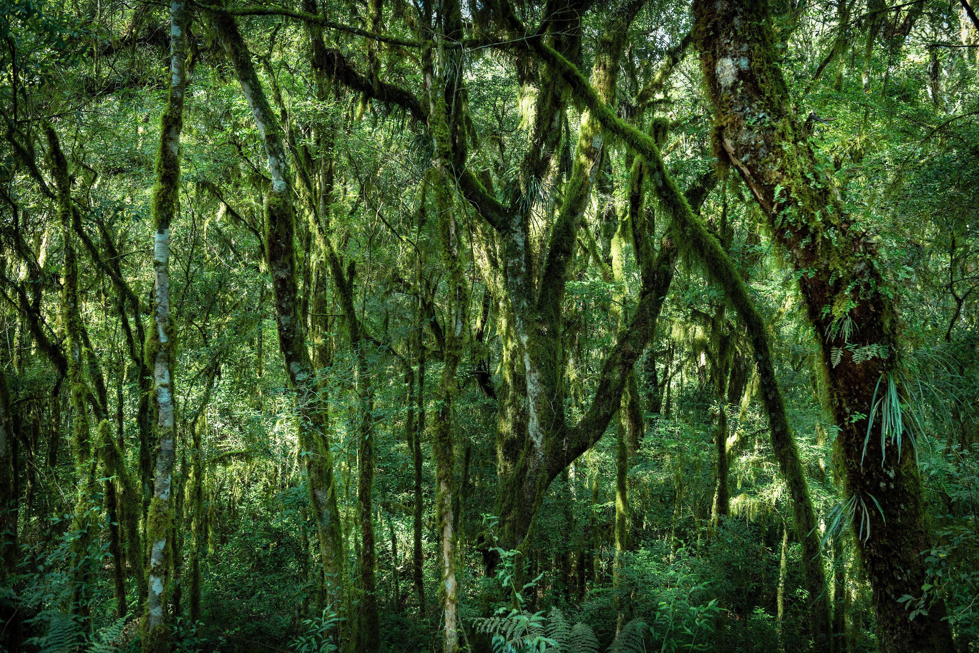 Landscape Photograph di Daniel Mansur - VERT #4 All'interno di una foresta  Fotografia di paesaggio