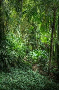 Vert 7 - Forêt tropicale - Photographie de paysage