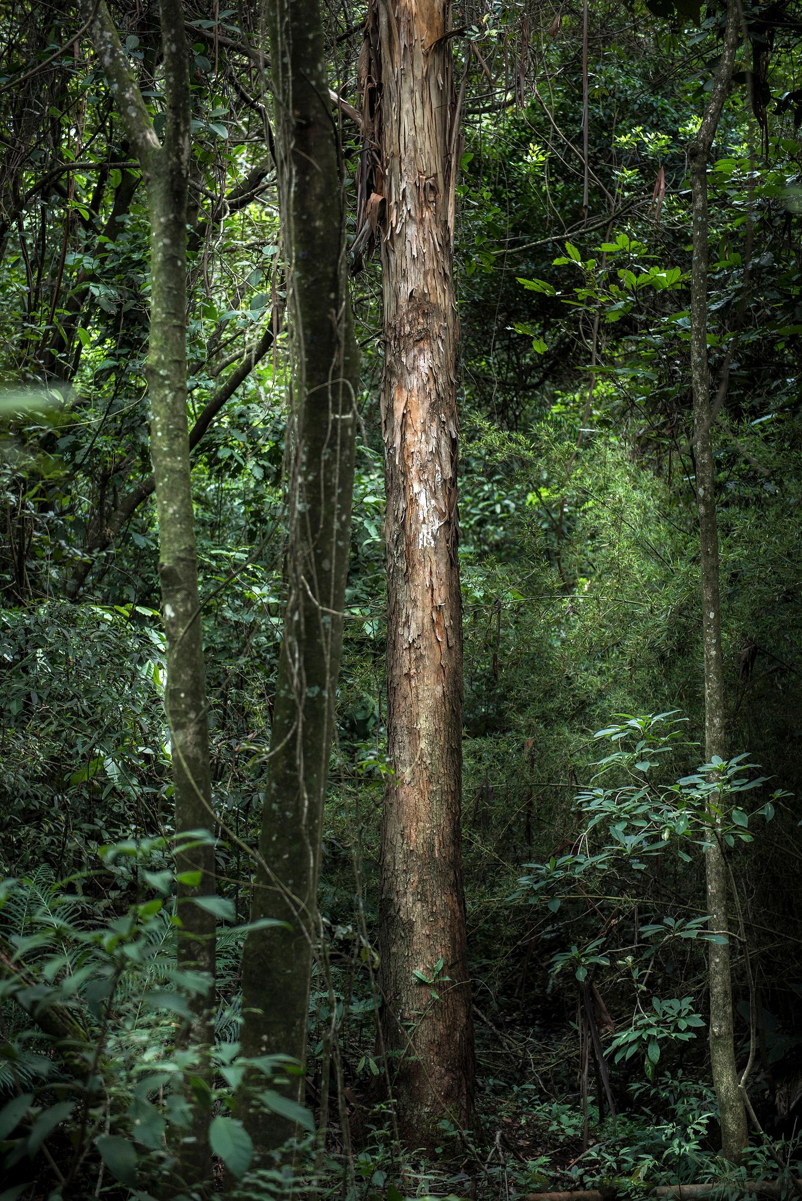 VERT - Forêt-Noire, Brésil - Photographie de paysage