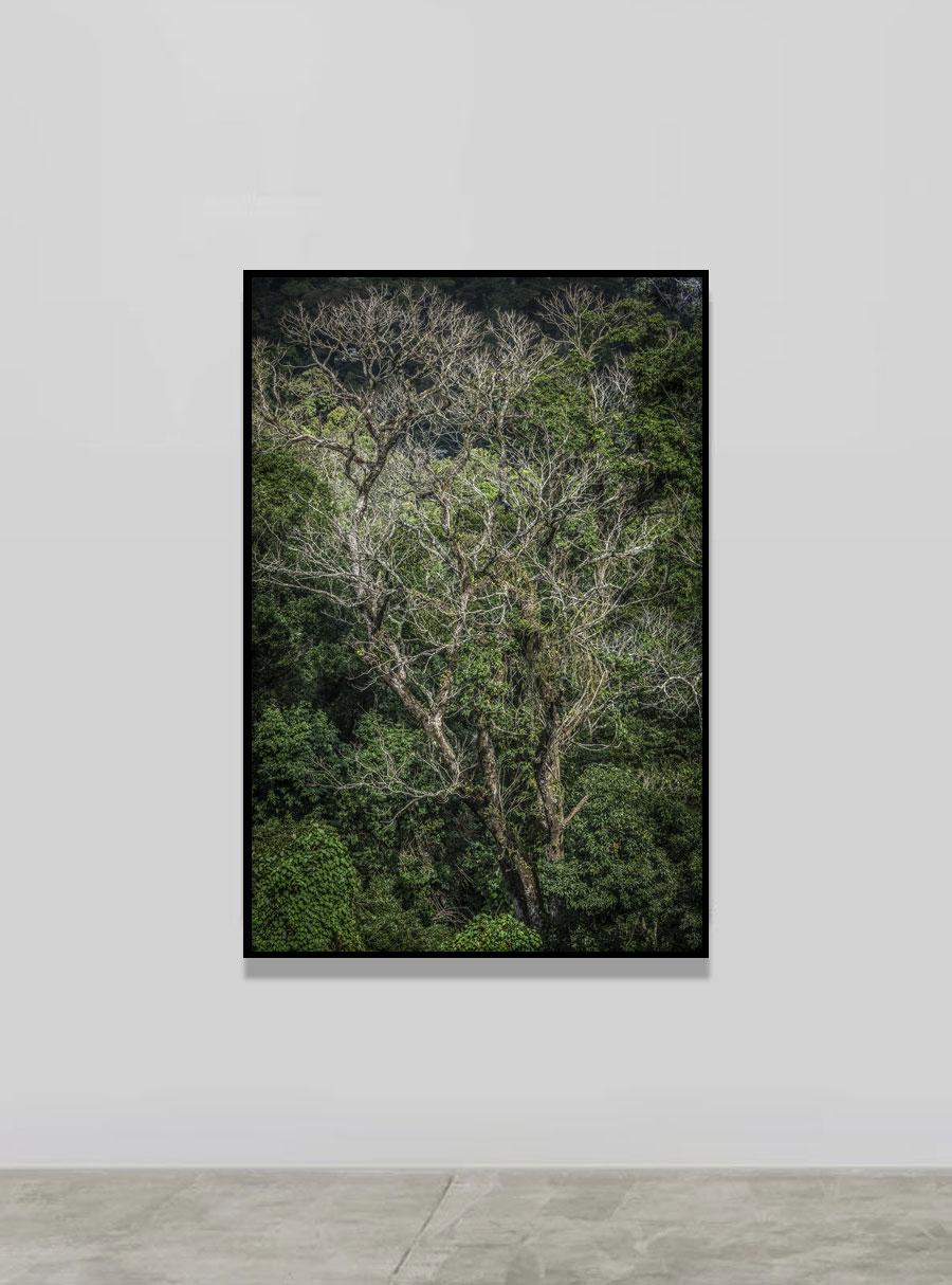 Vert - Forêt tropicale - Photographie de paysage - Noir Landscape Photograph par Daniel Mansur