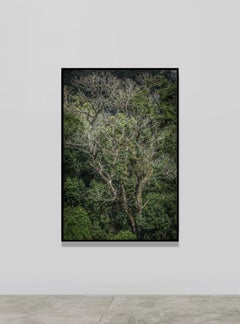 Vert - Rainforest - Landscape Photography