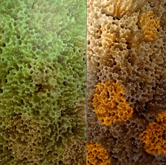Nebula Sea Sponge - Huile sur toile