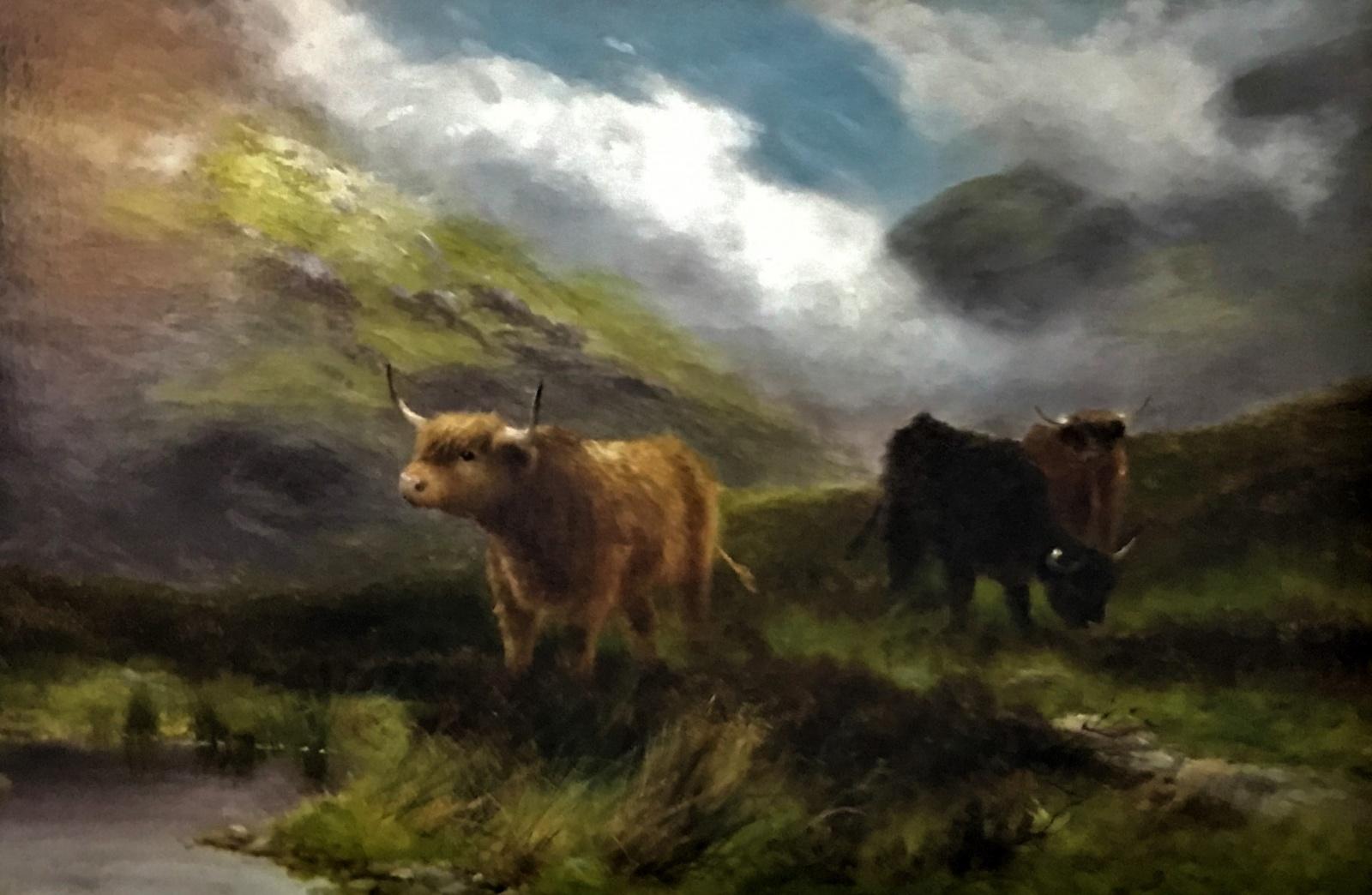 Daniel Sherrin - Bestiame delle Highlands in vendita 2