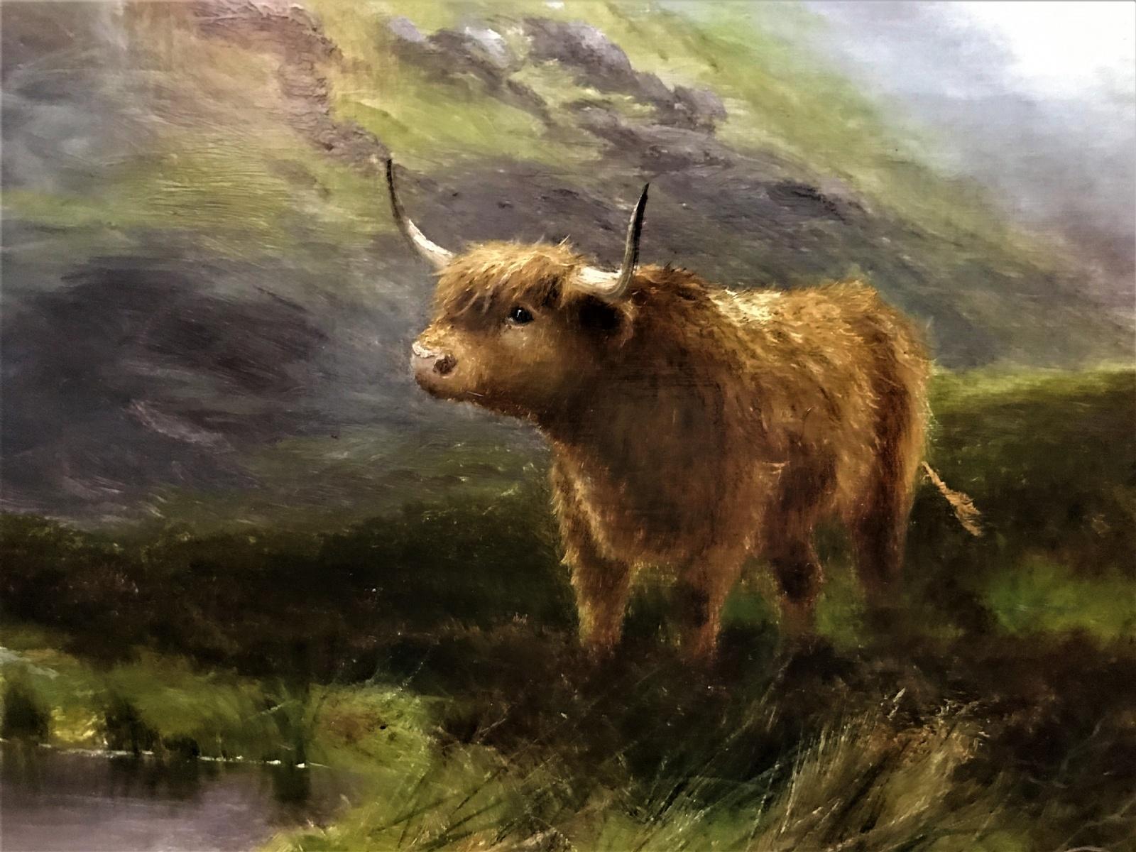 Daniel Sherrin - Bestiame delle Highlands in vendita 3