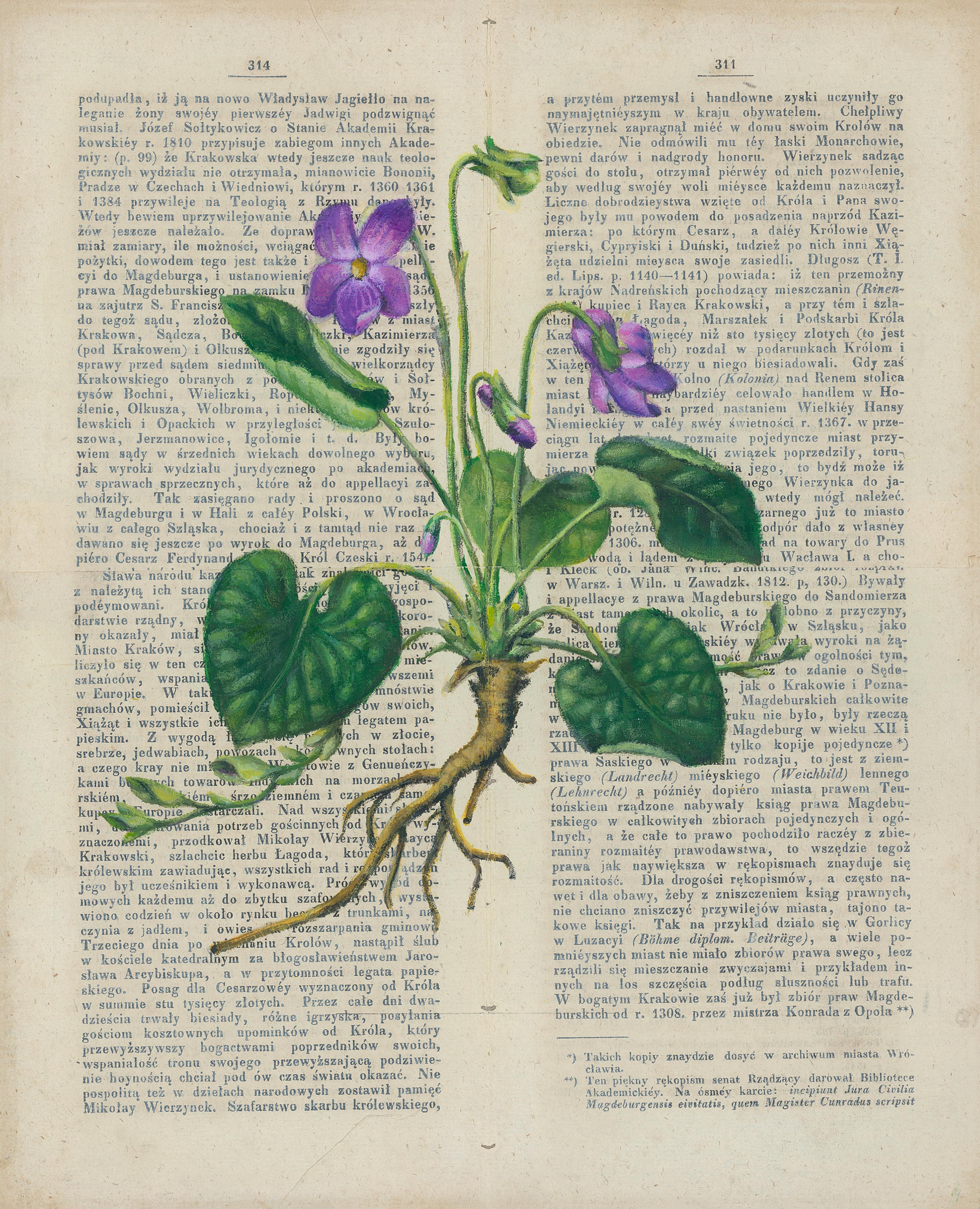 Viola Odorata Botanical - Mixed Media Art by Danuta Jarecka