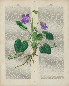 Used Viola Odorata Botanical