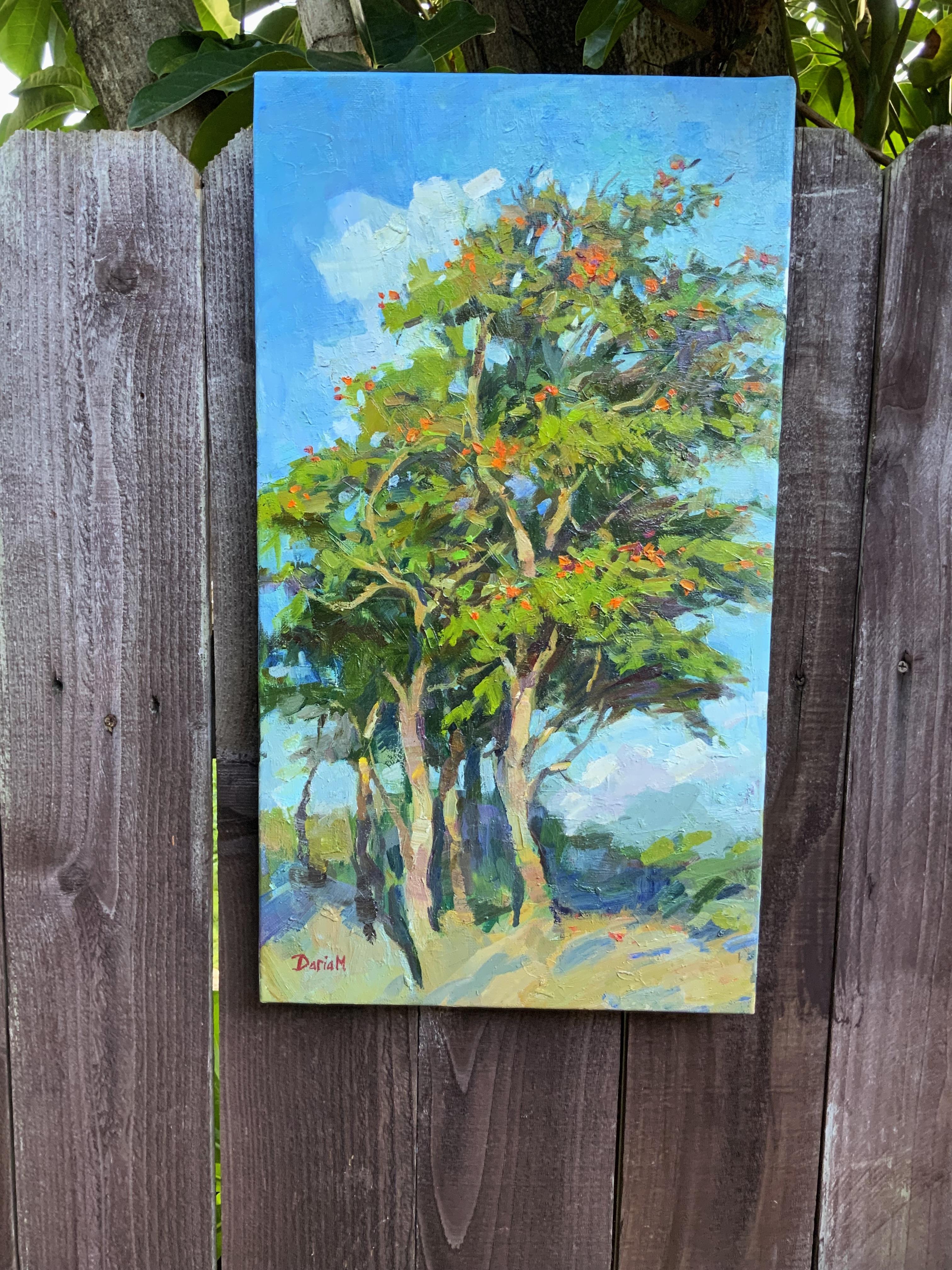 Flowering Tree. African Tulip Tree For Sale 5