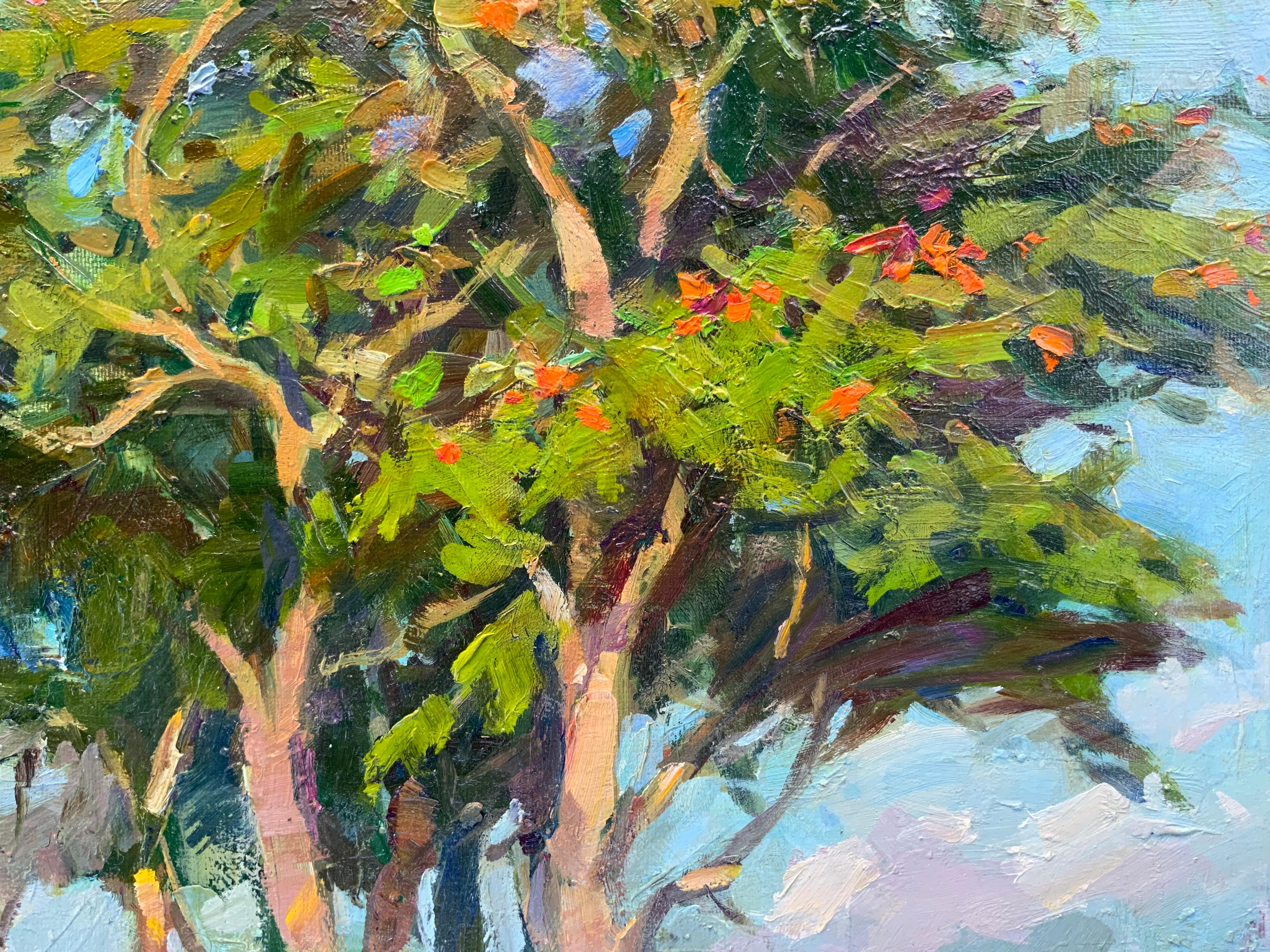 Flowering Tree. African Tulip Tree For Sale 1