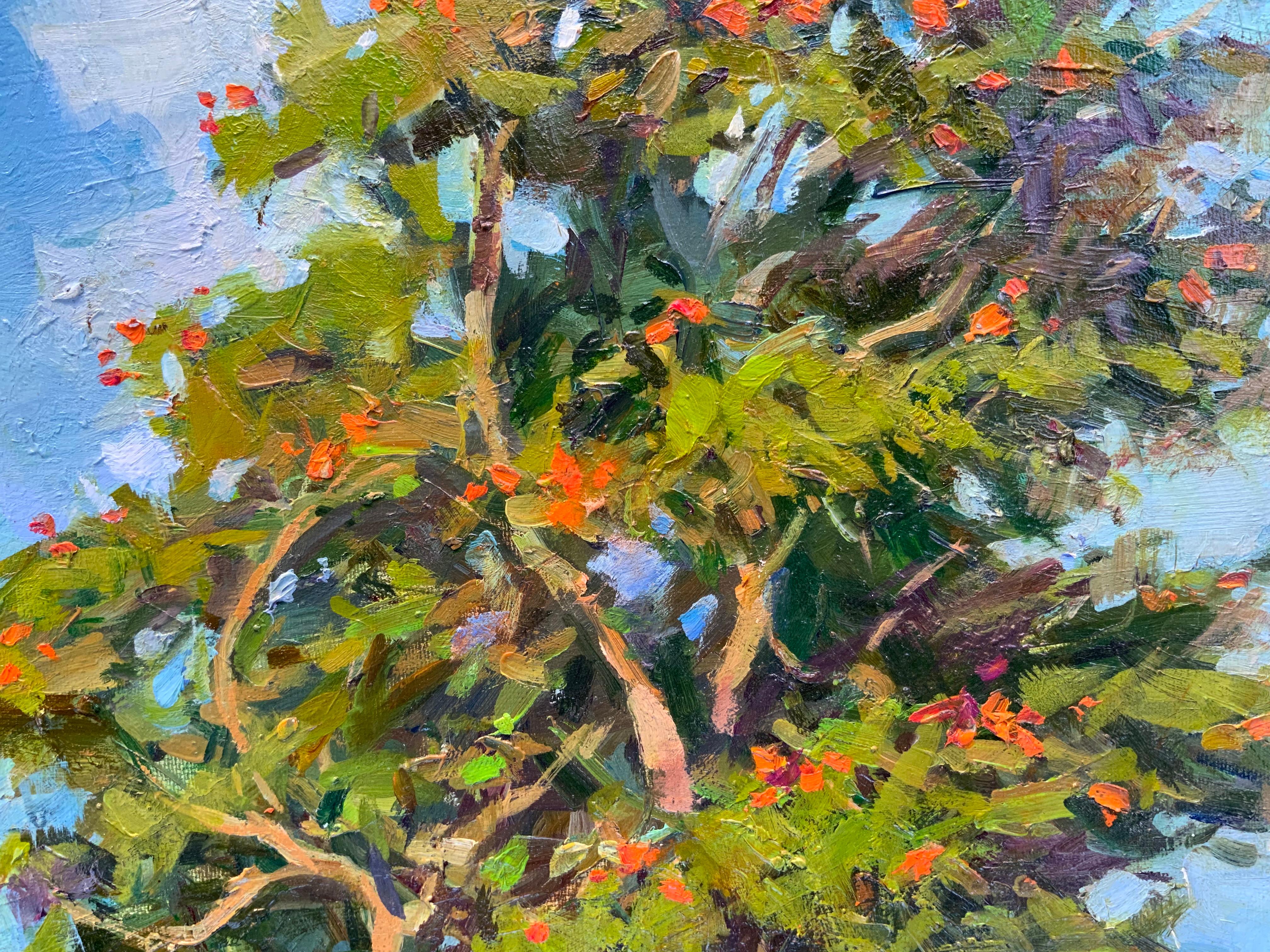 Flowering Tree. African Tulip Tree For Sale 2