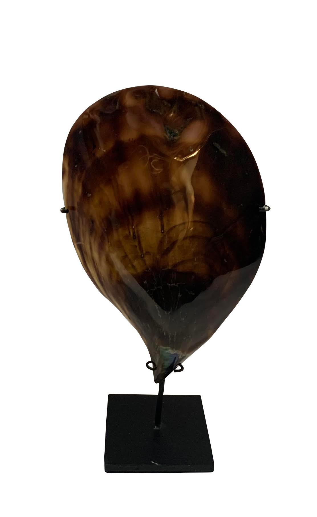 Contemporary Borneo pair of large mussel shells on stands.
Tortoise color, glossy finish.
Stands measure 4