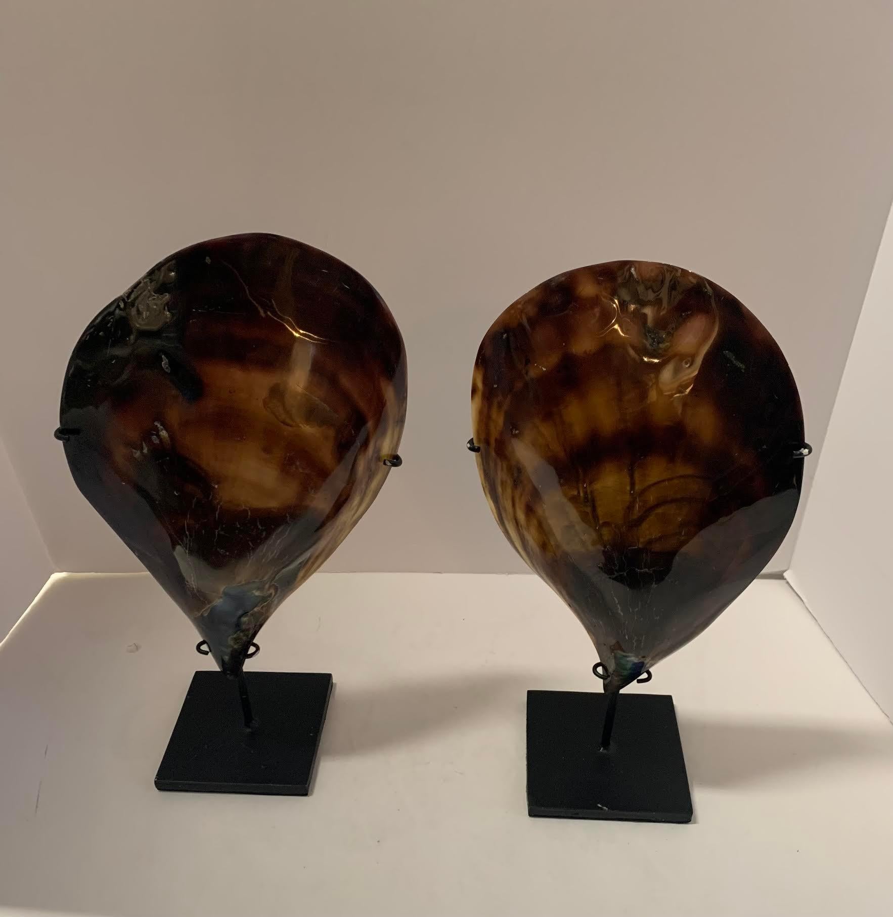 Dark Brown And Black Pair Large Mussel Shells Sculpture, Indonesia, Contemporary In New Condition For Sale In New York, NY
