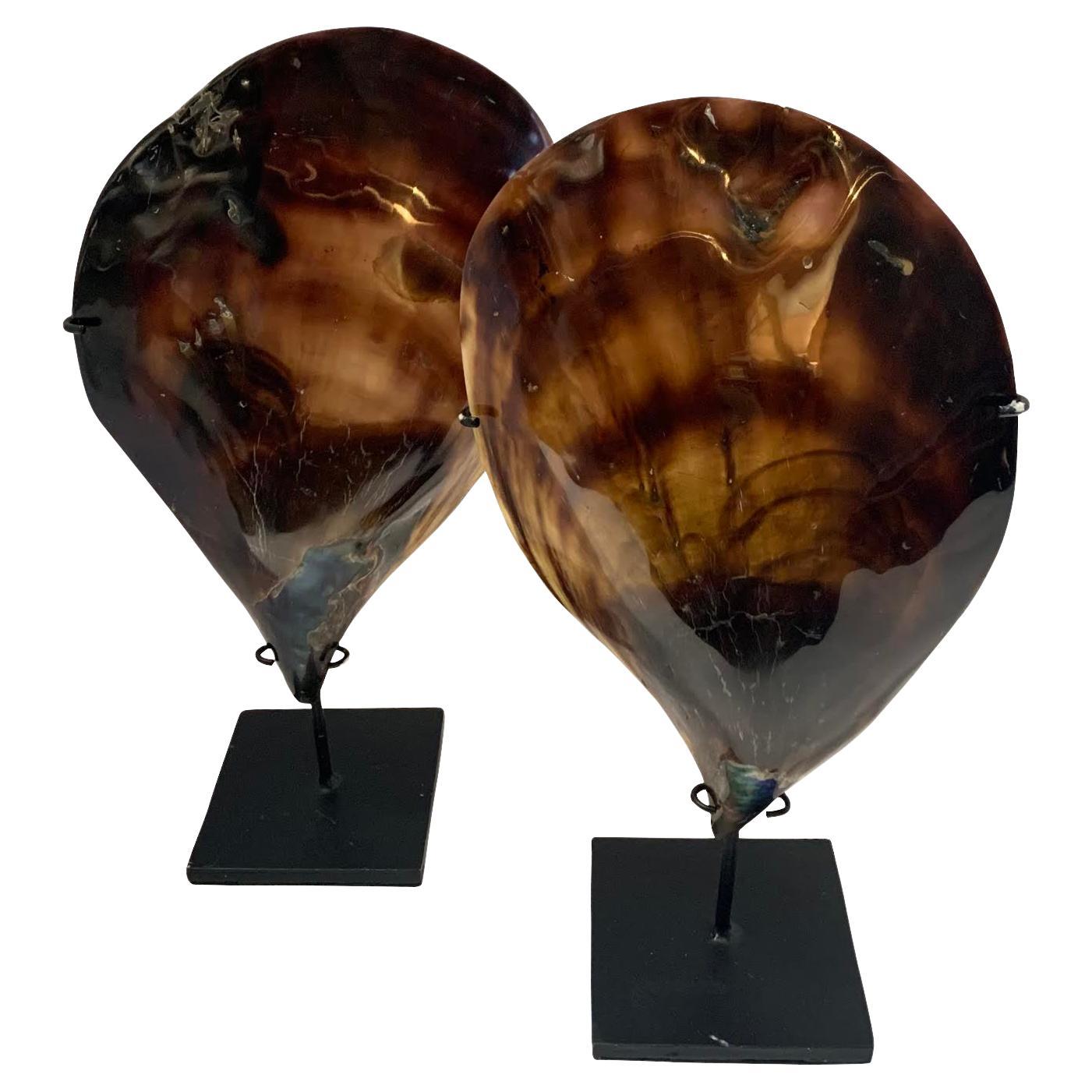 Dark Brown And Black Pair Large Mussel Shells Sculpture, Indonesia, Contemporary For Sale