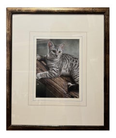 Curiosity  Original Pastel Portrait of a Cat by Contemporary Artist