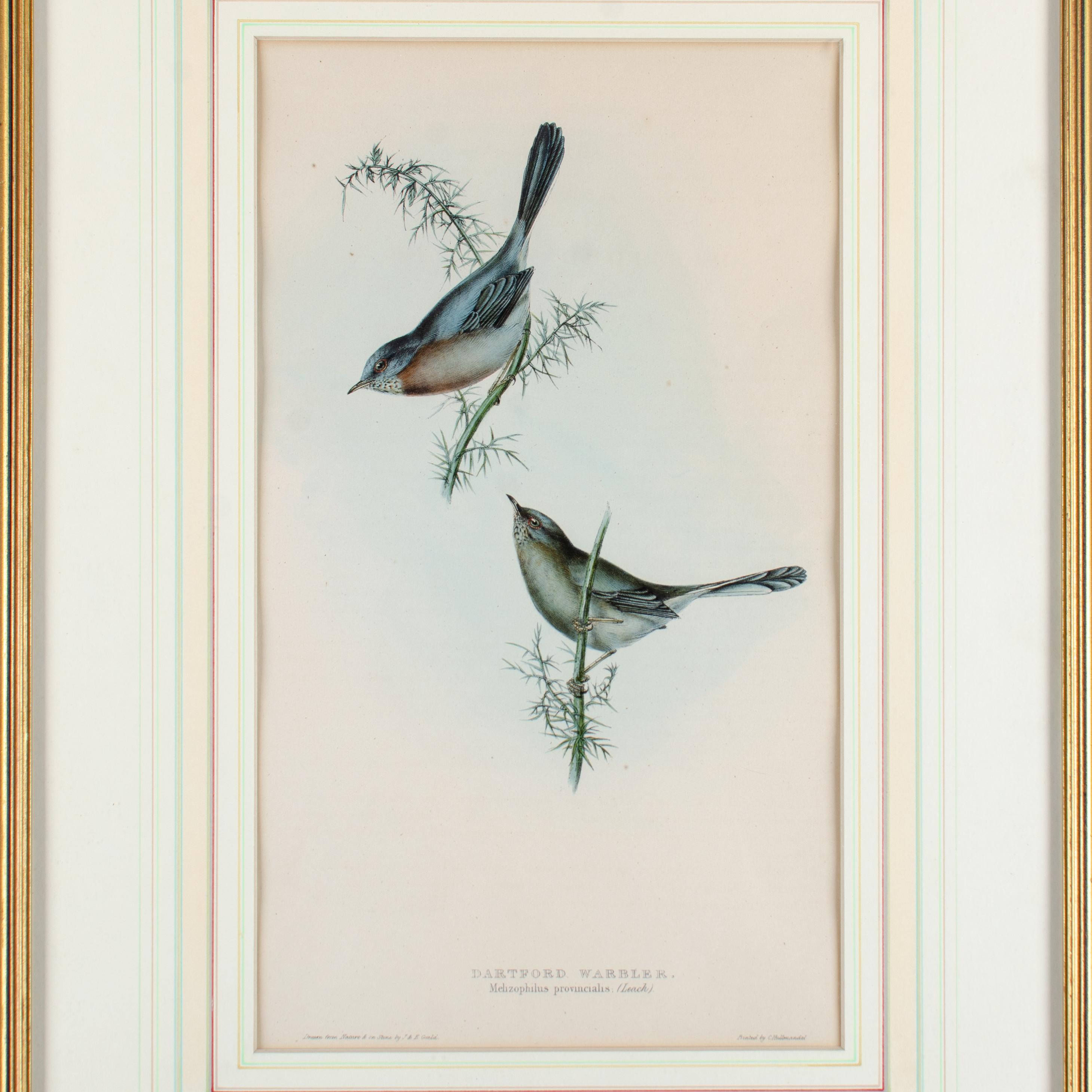 Litografía coloreada a mano de la obra de John Gould Aves de Europa, c.1832-1837.



John Gould (1804-1881) fue un conocido ornitólogo y pajarero inglés, y el editor más prolífico de temas relacionados con las aves.   Viajó mucho, registrando aves