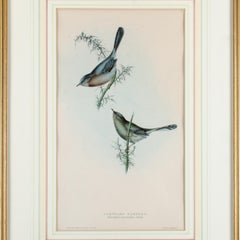 Dartford Warbler, Gould, Birds of Europe 1832-1837