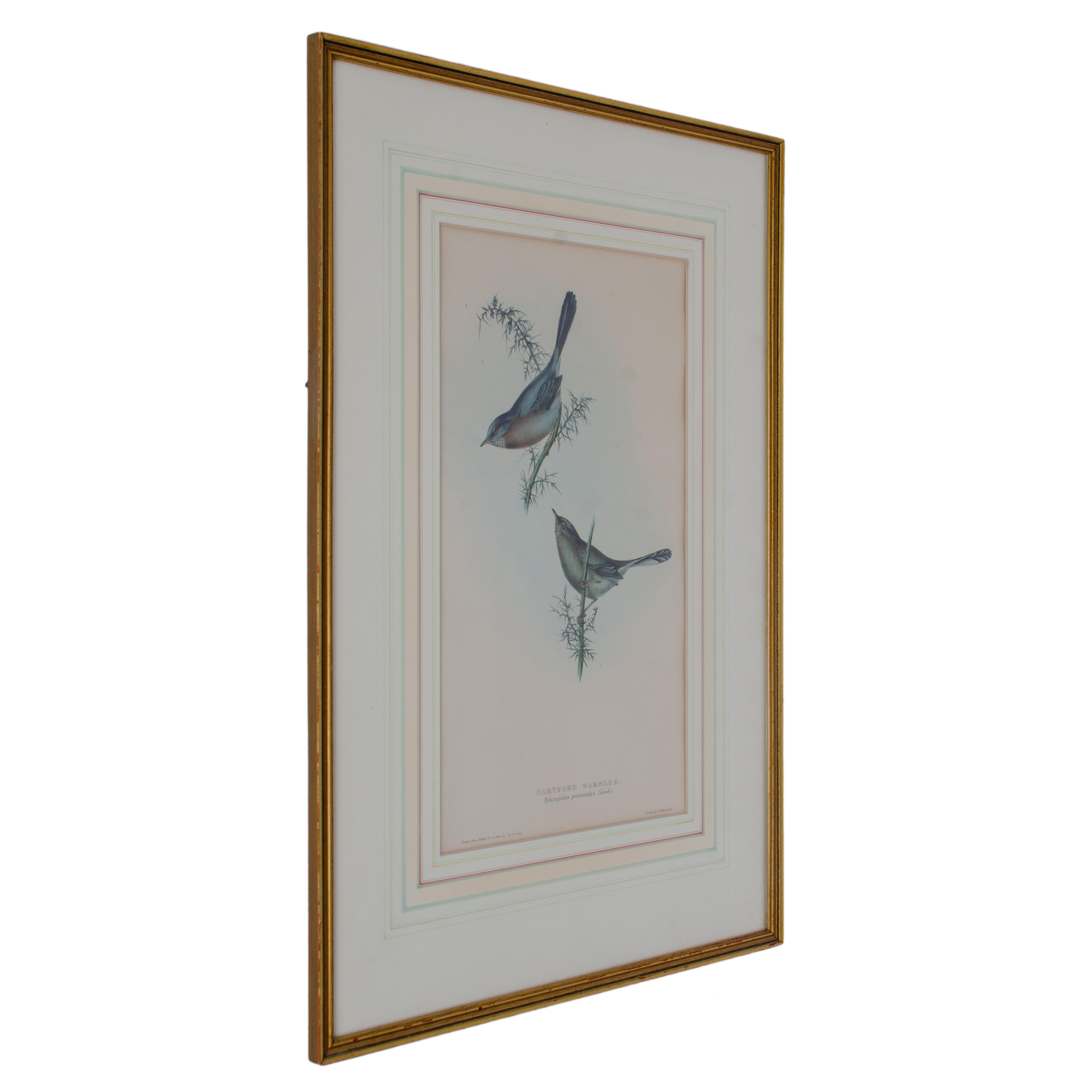 Reinita de Dartford, Gould, Aves de Europa 1832-1837 Británico en venta