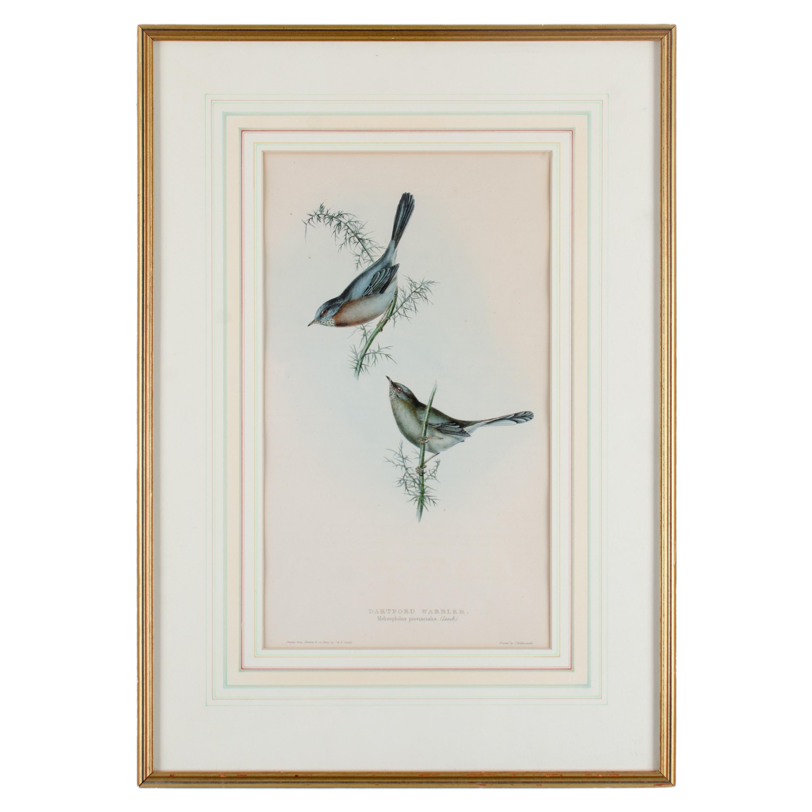 Reinita de Dartford, Gould, Aves de Europa 1832-1837 en Bueno estado para la venta en Savannah, GA