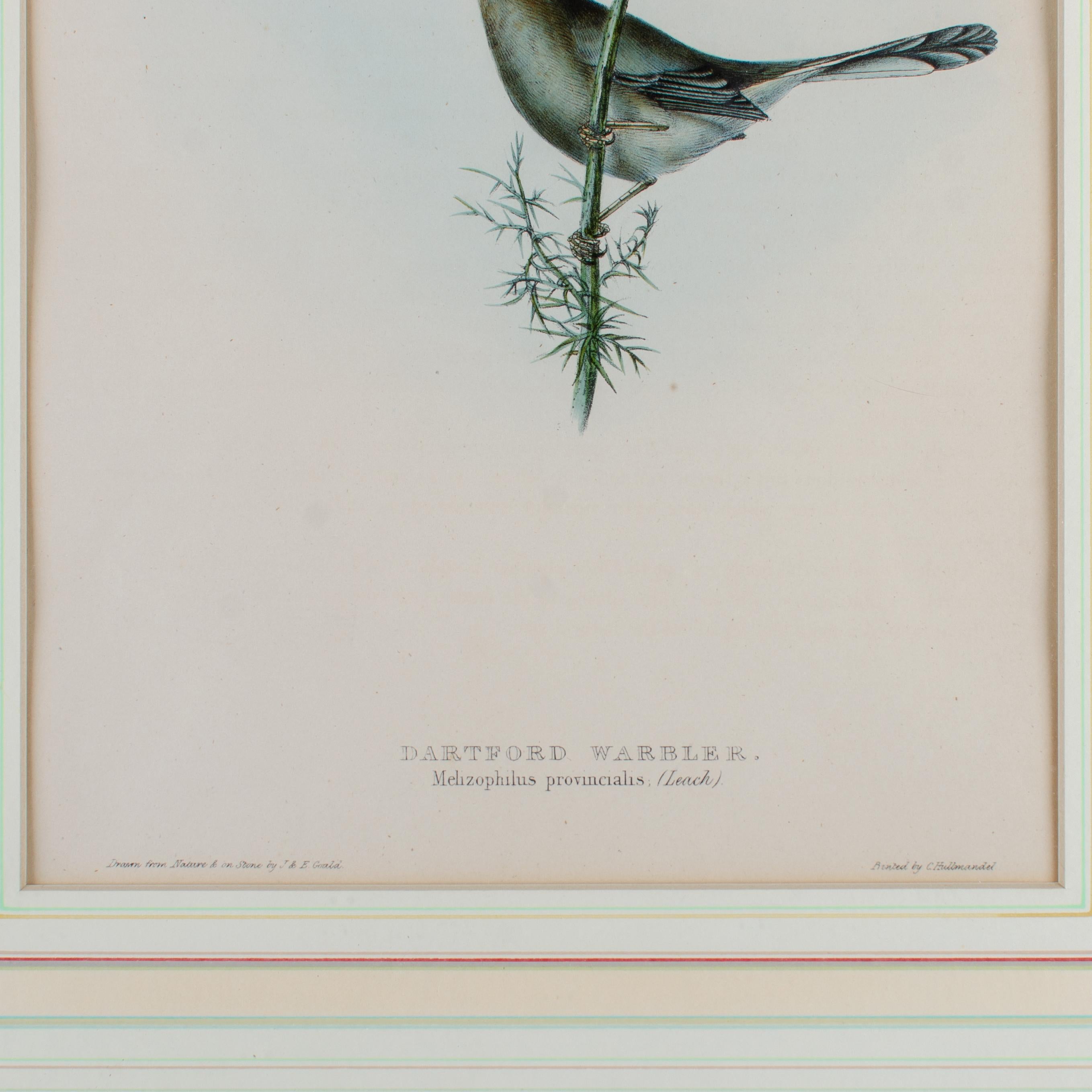 Reinita de Dartford, Gould, Aves de Europa 1832-1837 Mediados del siglo XIX en venta