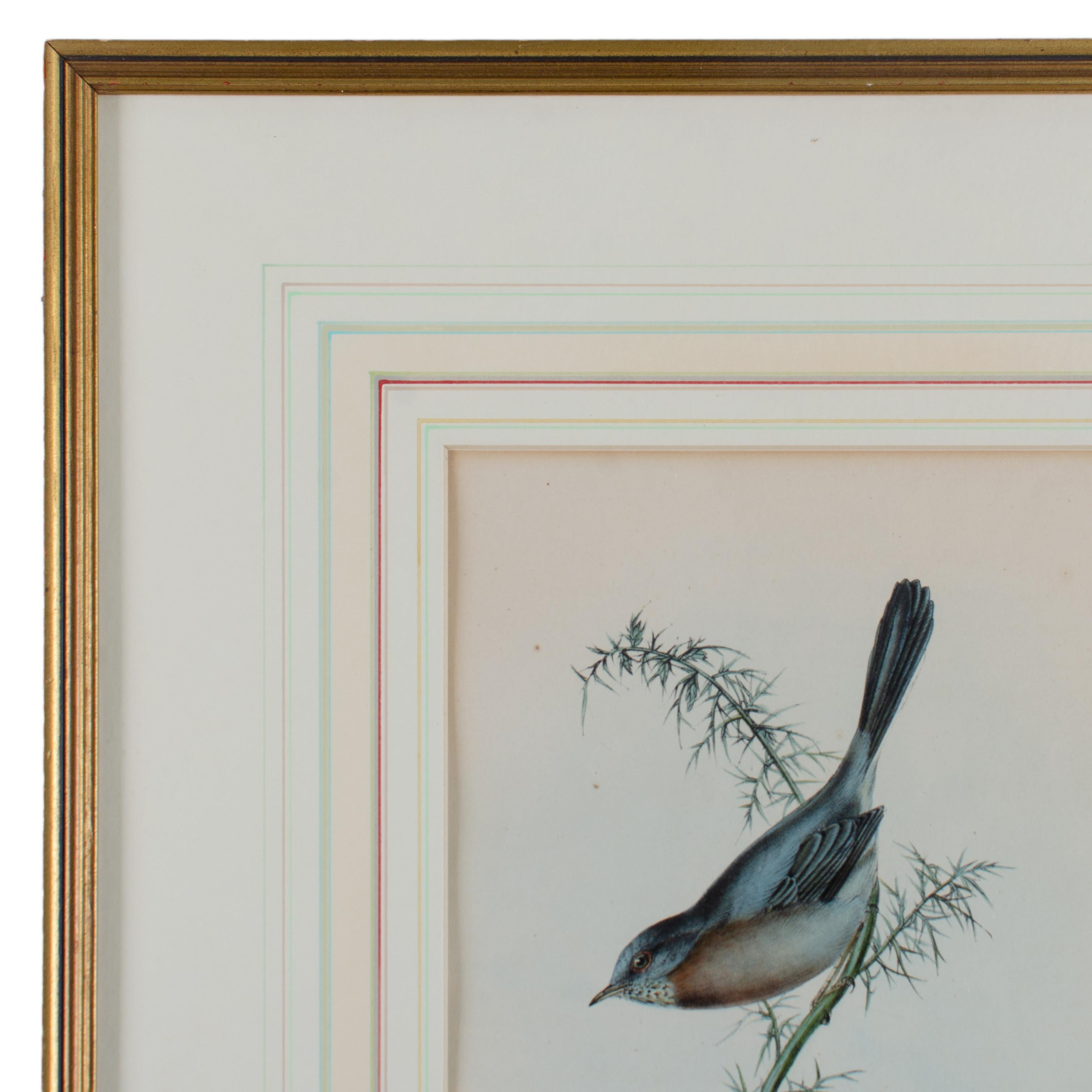 Reinita de Dartford, Gould, Aves de Europa 1832-1837 Vidrio en venta