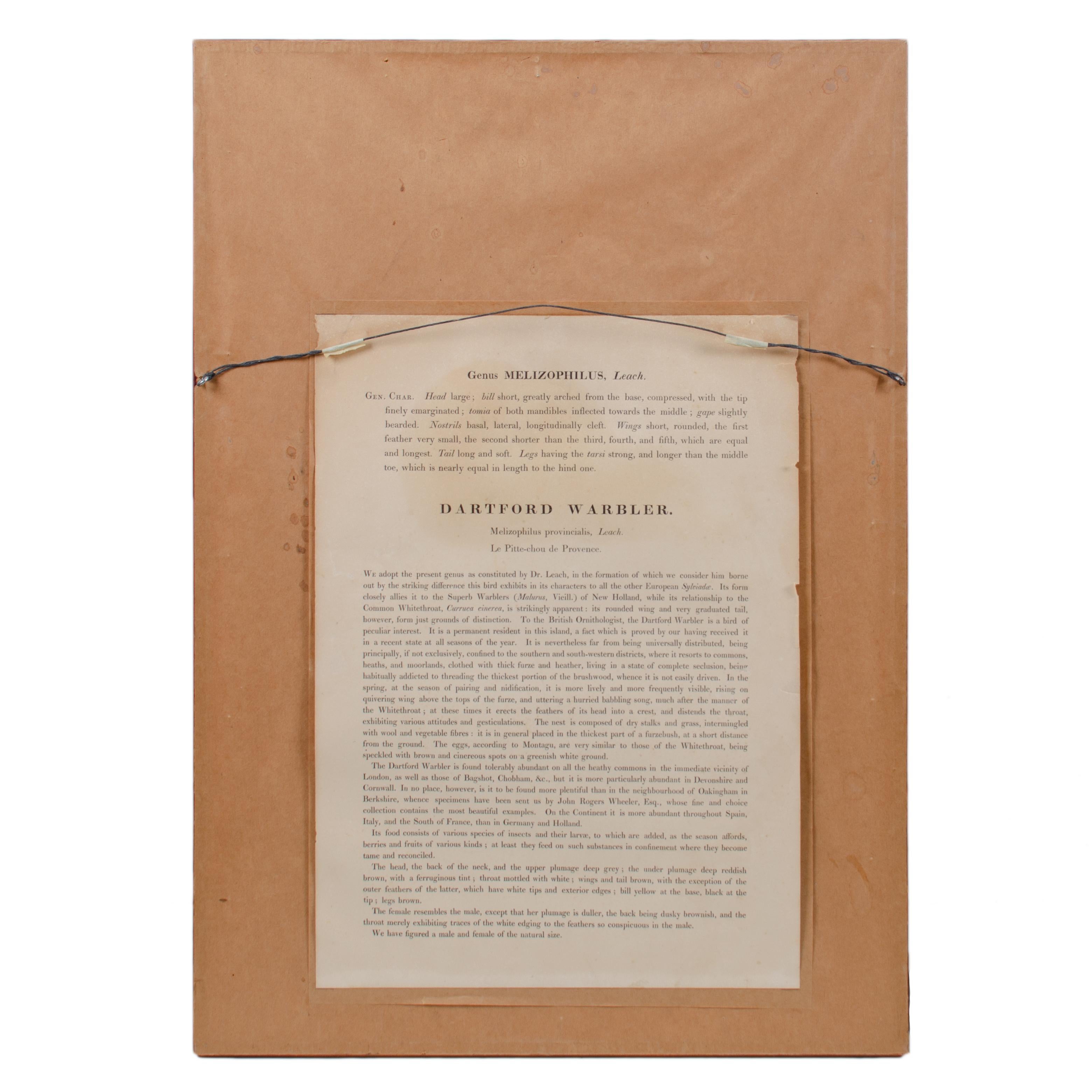 Reinita de Dartford, Gould, Aves de Europa 1832-1837 en venta 1