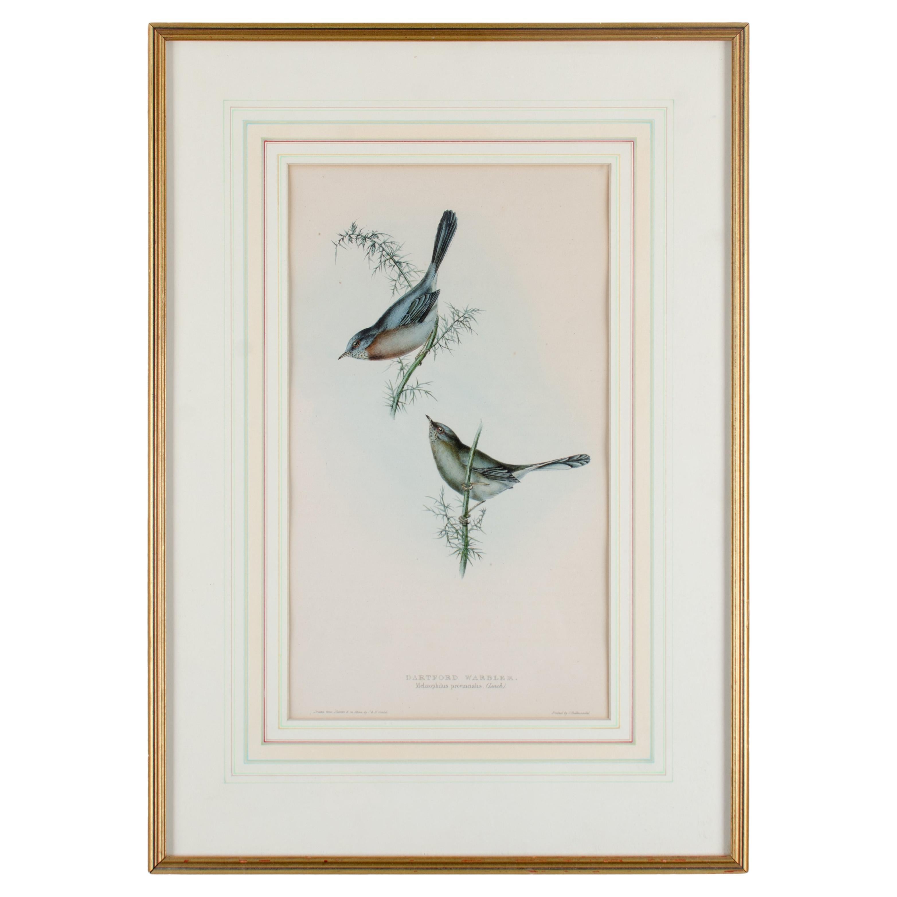 Reinita de Dartford, Gould, Aves de Europa 1832-1837 en venta