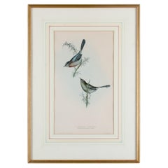 Dartford Warbler, Gould, Birds of Europe 1832-1837